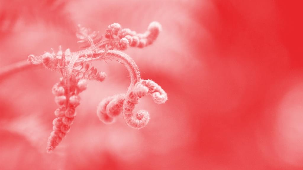 A close up of a flowering bud styled in red monochrome