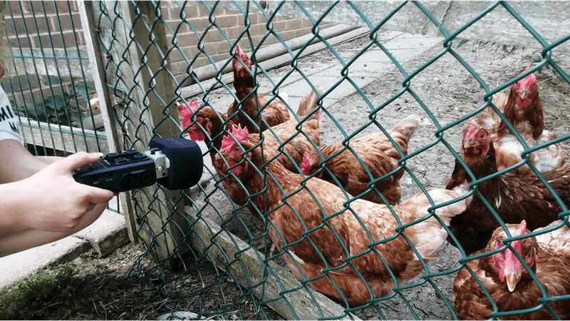 A microphone held in front of some chickens to record their sounds