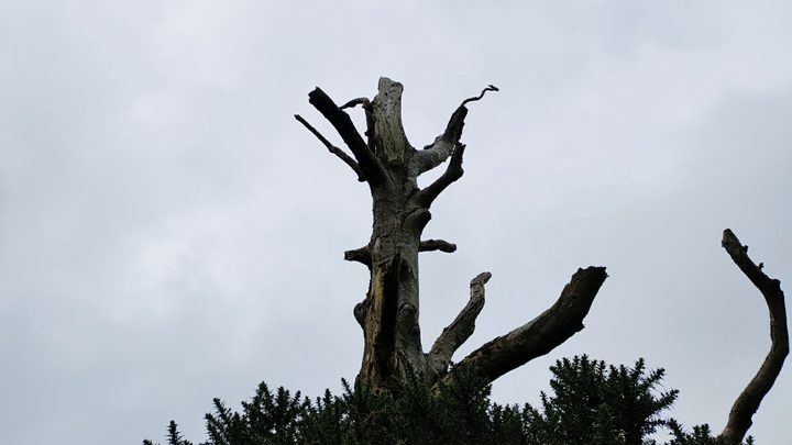 A stark silhouette of a dead tree trunk against a grey sky