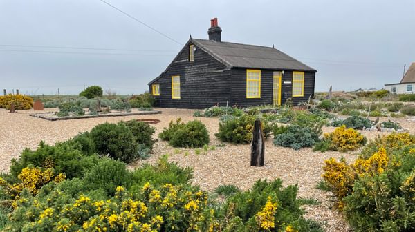 A black wood traditional coastal house sitting on a shingle beach surrounded by green foliage and yellow flowers